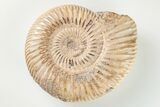 Polished Jurassic Ammonite (Perisphinctes) - Madagascar #203881-1